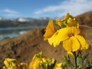 Aegean wallflower